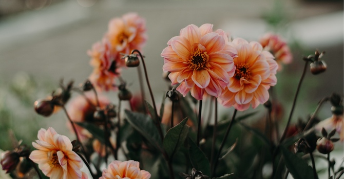 Nature-Based Counselling