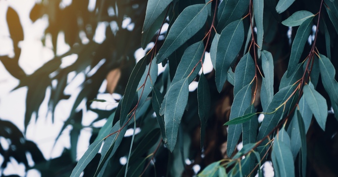 Nature-Based Counselling